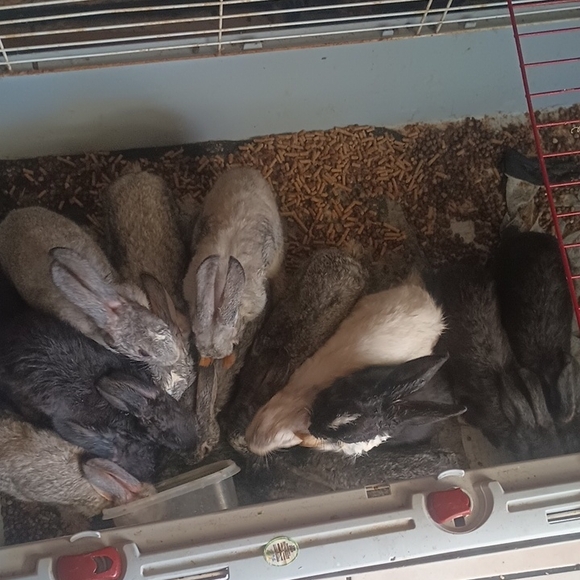 Cozy Rabbit Hutch for Small Pets - Picture 1 of 1